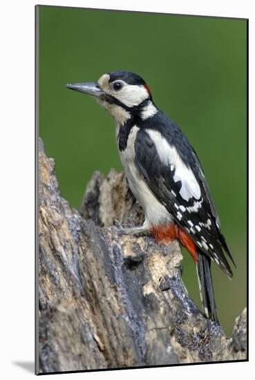 Male Great Spotted Woodpecker-Colin Varndell-Mounted Photographic Print