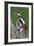 Male Great Spotted Woodpecker-Colin Varndell-Framed Photographic Print