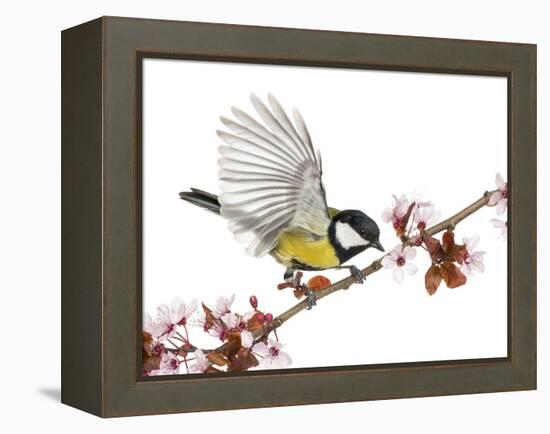 Male Great Tit Taking off from a Flowering Branch - Parus Major, Isolated on White-Life on White-Framed Premier Image Canvas