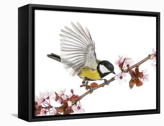 Male Great Tit Taking off from a Flowering Branch - Parus Major, Isolated on White-Life on White-Framed Premier Image Canvas