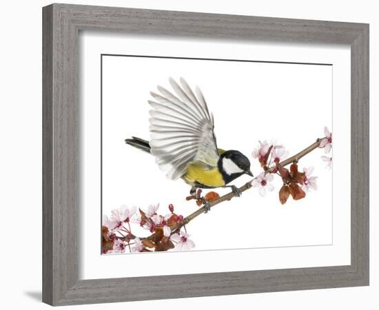 Male Great Tit Taking off from a Flowering Branch - Parus Major, Isolated on White-Life on White-Framed Photographic Print