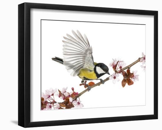 Male Great Tit Taking off from a Flowering Branch - Parus Major, Isolated on White-Life on White-Framed Photographic Print