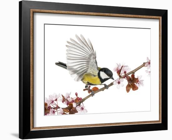 Male Great Tit Taking off from a Flowering Branch - Parus Major, Isolated on White-Life on White-Framed Photographic Print