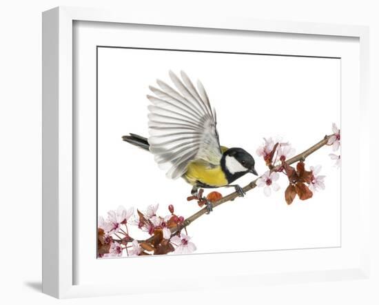 Male Great Tit Taking off from a Flowering Branch - Parus Major, Isolated on White-Life on White-Framed Photographic Print