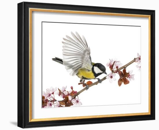 Male Great Tit Taking off from a Flowering Branch - Parus Major, Isolated on White-Life on White-Framed Photographic Print