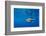 Male Great white shark swimming, Baja California, Mexico-Alex Mustard-Framed Photographic Print