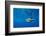 Male Great white shark swimming, Baja California, Mexico-Alex Mustard-Framed Photographic Print