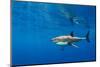 Male Great white shark swimming, Baja California, Mexico-Alex Mustard-Mounted Photographic Print