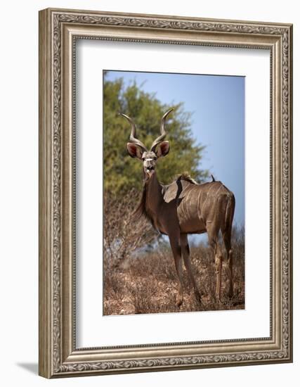 Male greater kudu (Tragelaphus strepsiceros), Kgalagadi Transfrontier Park, South Africa-David Wall-Framed Photographic Print