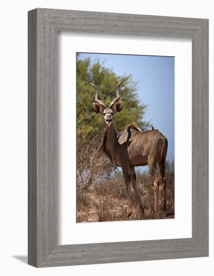 Male greater kudu (Tragelaphus strepsiceros), Kgalagadi Transfrontier Park, South Africa-David Wall-Framed Photographic Print