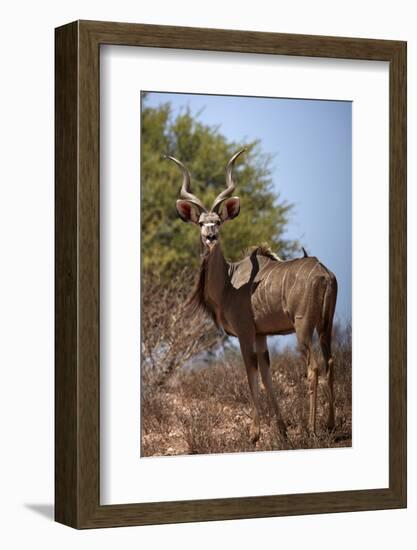 Male greater kudu (Tragelaphus strepsiceros), Kgalagadi Transfrontier Park, South Africa-David Wall-Framed Photographic Print