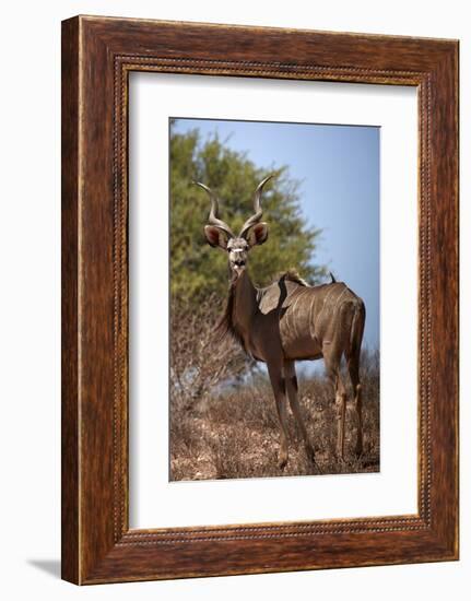 Male greater kudu (Tragelaphus strepsiceros), Kgalagadi Transfrontier Park, South Africa-David Wall-Framed Photographic Print