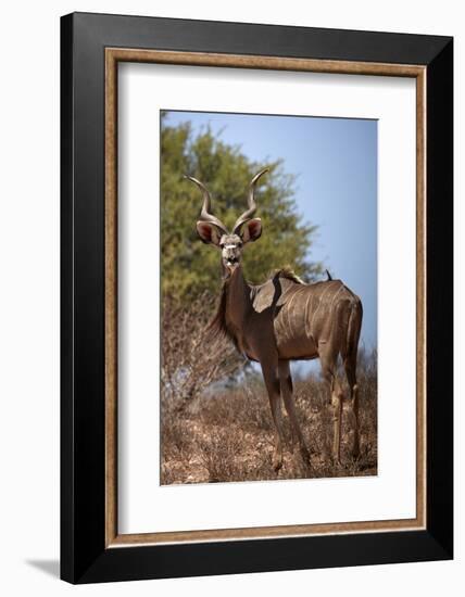 Male greater kudu (Tragelaphus strepsiceros), Kgalagadi Transfrontier Park, South Africa-David Wall-Framed Photographic Print