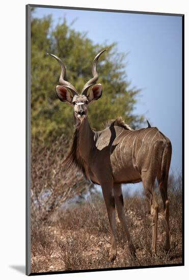 Male greater kudu (Tragelaphus strepsiceros), Kgalagadi Transfrontier Park, South Africa-David Wall-Mounted Photographic Print