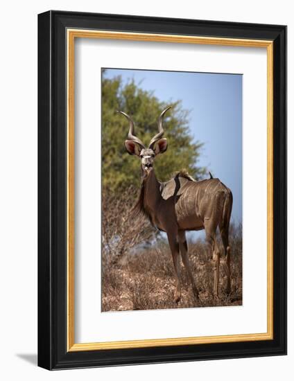 Male greater kudu (Tragelaphus strepsiceros), Kgalagadi Transfrontier Park, South Africa-David Wall-Framed Photographic Print