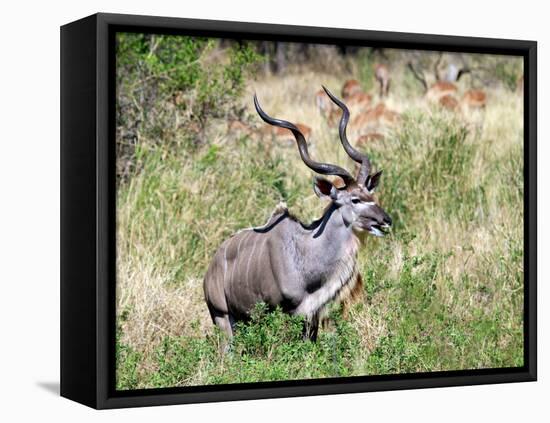 Male Greater Kudu (Tragelaphus Strepsiceros) Kruger National Park, South Africa-Miva Stock-Framed Premier Image Canvas