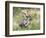 Male Greater Kudu (Tragelaphus Strepsiceros) Kruger National Park, South Africa-Miva Stock-Framed Photographic Print