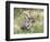 Male Greater Kudu (Tragelaphus Strepsiceros) Kruger National Park, South Africa-Miva Stock-Framed Photographic Print