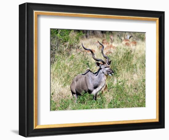 Male Greater Kudu (Tragelaphus Strepsiceros) Kruger National Park, South Africa-Miva Stock-Framed Photographic Print