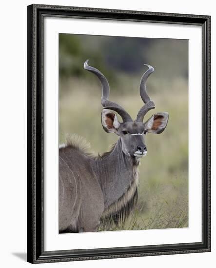Male Greater Kudu (Tragelaphus Strepsiceros), Mountain Zebra National Park, South Africa, Africa-James Hager-Framed Photographic Print