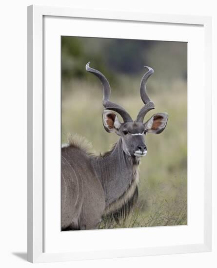 Male Greater Kudu (Tragelaphus Strepsiceros), Mountain Zebra National Park, South Africa, Africa-James Hager-Framed Photographic Print