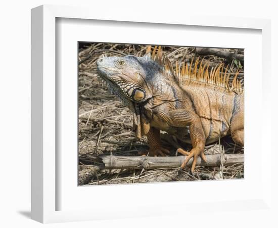 Male Green Iguana, in breeding plumage, Belize river near Bermudian Village.-William Sutton-Framed Photographic Print