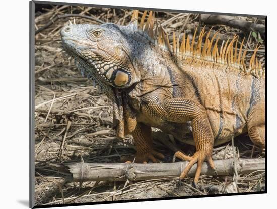 Male Green Iguana, in breeding plumage, Belize river near Bermudian Village.-William Sutton-Mounted Photographic Print