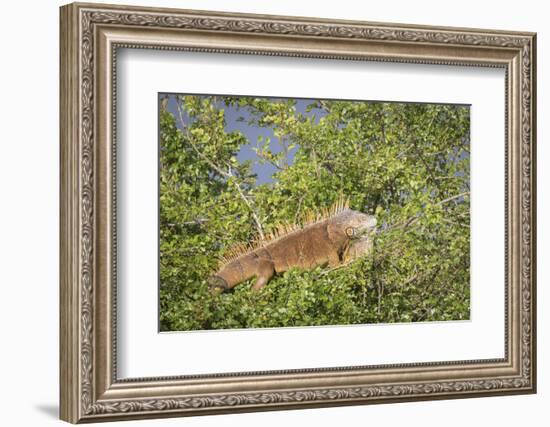 Male Green Iguana, in breeding plumage, Crooked Tree Wildlife Sanctuary, Belize.-William Sutton-Framed Photographic Print