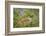 Male Green Iguana, in breeding plumage, Crooked Tree Wildlife Sanctuary, Belize.-William Sutton-Framed Photographic Print