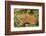 Male Green Iguana, in breeding plumage, Crooked Tree Wildlife Sanctuary, Belize.-William Sutton-Framed Photographic Print