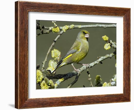 Male Greenfinch Amongst Pussy Willow Catkins, Hertfordshire, England, UK-Andy Sands-Framed Photographic Print