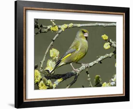 Male Greenfinch Amongst Pussy Willow Catkins, Hertfordshire, England, UK-Andy Sands-Framed Photographic Print