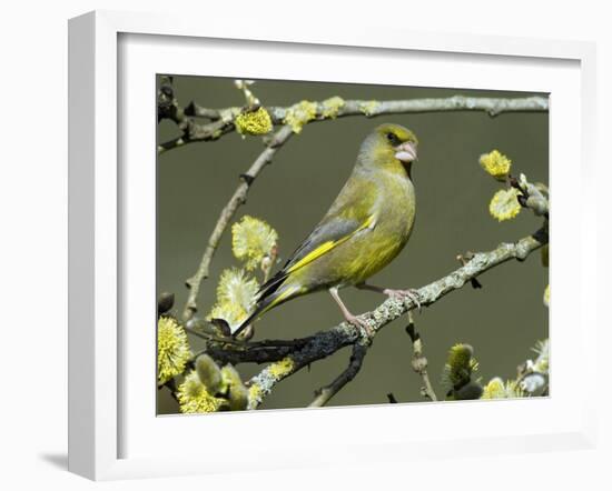 Male Greenfinch Amongst Pussy Willow Catkins, Hertfordshire, England, UK-Andy Sands-Framed Photographic Print