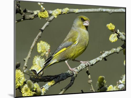 Male Greenfinch Amongst Pussy Willow Catkins, Hertfordshire, England, UK-Andy Sands-Mounted Photographic Print