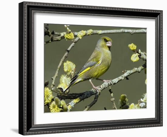 Male Greenfinch Amongst Pussy Willow Catkins, Hertfordshire, England, UK-Andy Sands-Framed Photographic Print