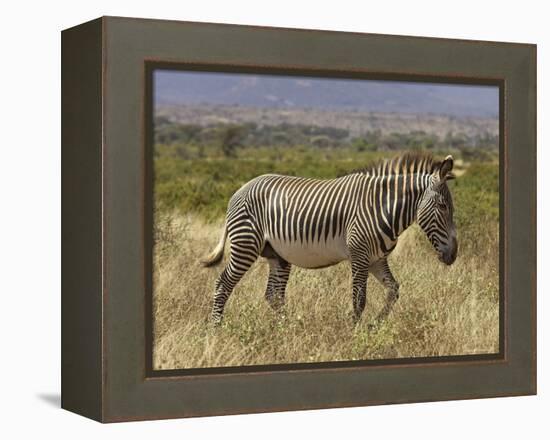Male Grevy's Zebra (Equus Grevyi), Samburu Game Reserve, Kenya, East Africa, Africa-James Hager-Framed Premier Image Canvas