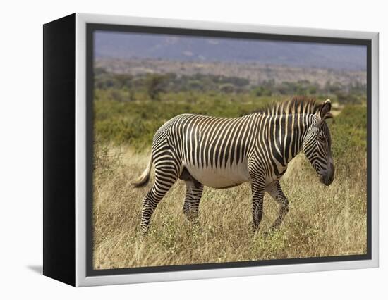 Male Grevy's Zebra (Equus Grevyi), Samburu Game Reserve, Kenya, East Africa, Africa-James Hager-Framed Premier Image Canvas