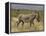 Male Grevy's Zebra (Equus Grevyi), Samburu Game Reserve, Kenya, East Africa, Africa-James Hager-Framed Premier Image Canvas