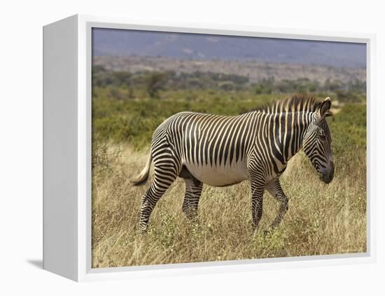 Male Grevy's Zebra (Equus Grevyi), Samburu Game Reserve, Kenya, East Africa, Africa-James Hager-Framed Premier Image Canvas