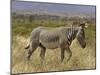 Male Grevy's Zebra (Equus Grevyi), Samburu Game Reserve, Kenya, East Africa, Africa-James Hager-Mounted Photographic Print