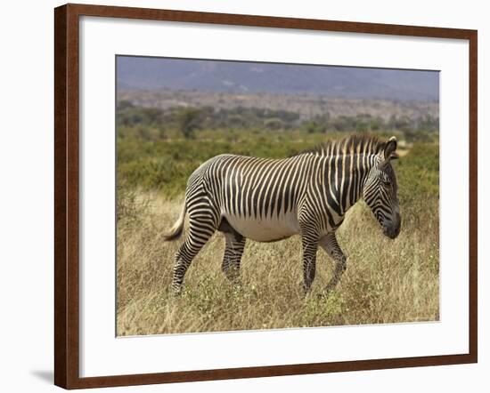 Male Grevy's Zebra (Equus Grevyi), Samburu Game Reserve, Kenya, East Africa, Africa-James Hager-Framed Photographic Print