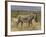 Male Grevy's Zebra (Equus Grevyi), Samburu Game Reserve, Kenya, East Africa, Africa-James Hager-Framed Photographic Print