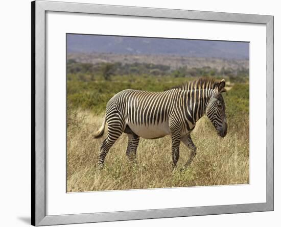 Male Grevy's Zebra (Equus Grevyi), Samburu Game Reserve, Kenya, East Africa, Africa-James Hager-Framed Photographic Print