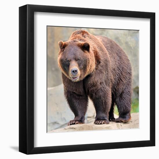 Male Grizzly Bear Ursos Arctos-null-Framed Art Print