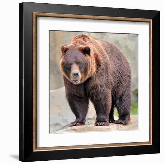 Male Grizzly Bear Ursos Arctos-null-Framed Art Print