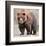 Male Grizzly Bear Ursos Arctos-null-Framed Art Print