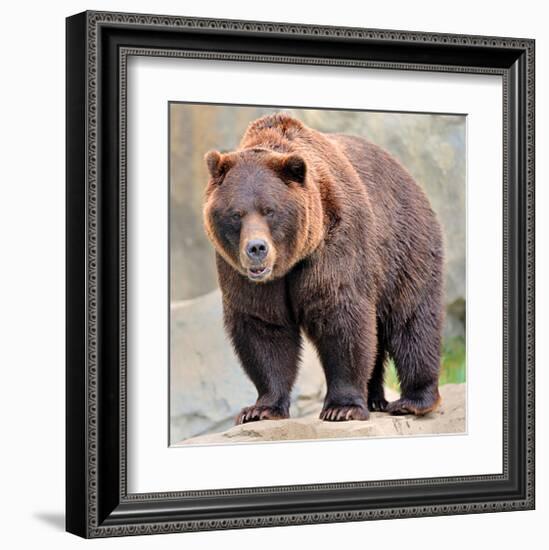 Male Grizzly Bear Ursos Arctos-null-Framed Art Print