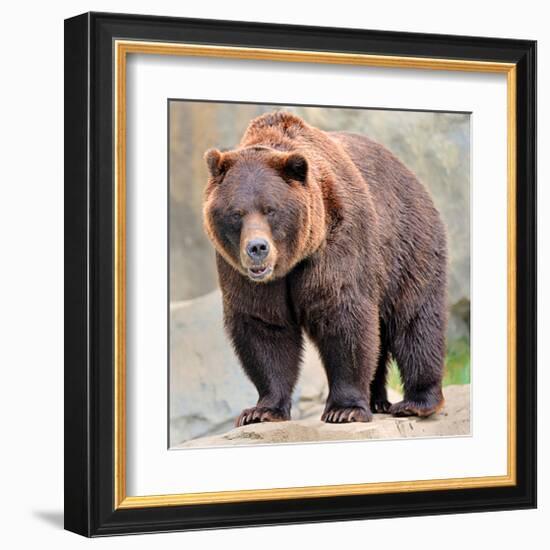 Male Grizzly Bear Ursos Arctos-null-Framed Art Print