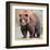 Male Grizzly Bear Ursos Arctos-null-Framed Art Print