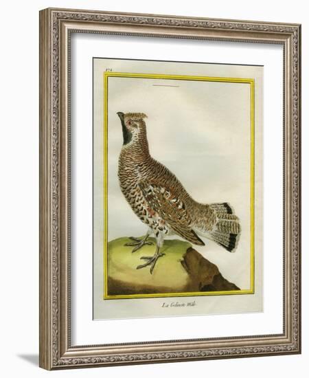 Male Grouse-Georges-Louis Buffon-Framed Giclee Print